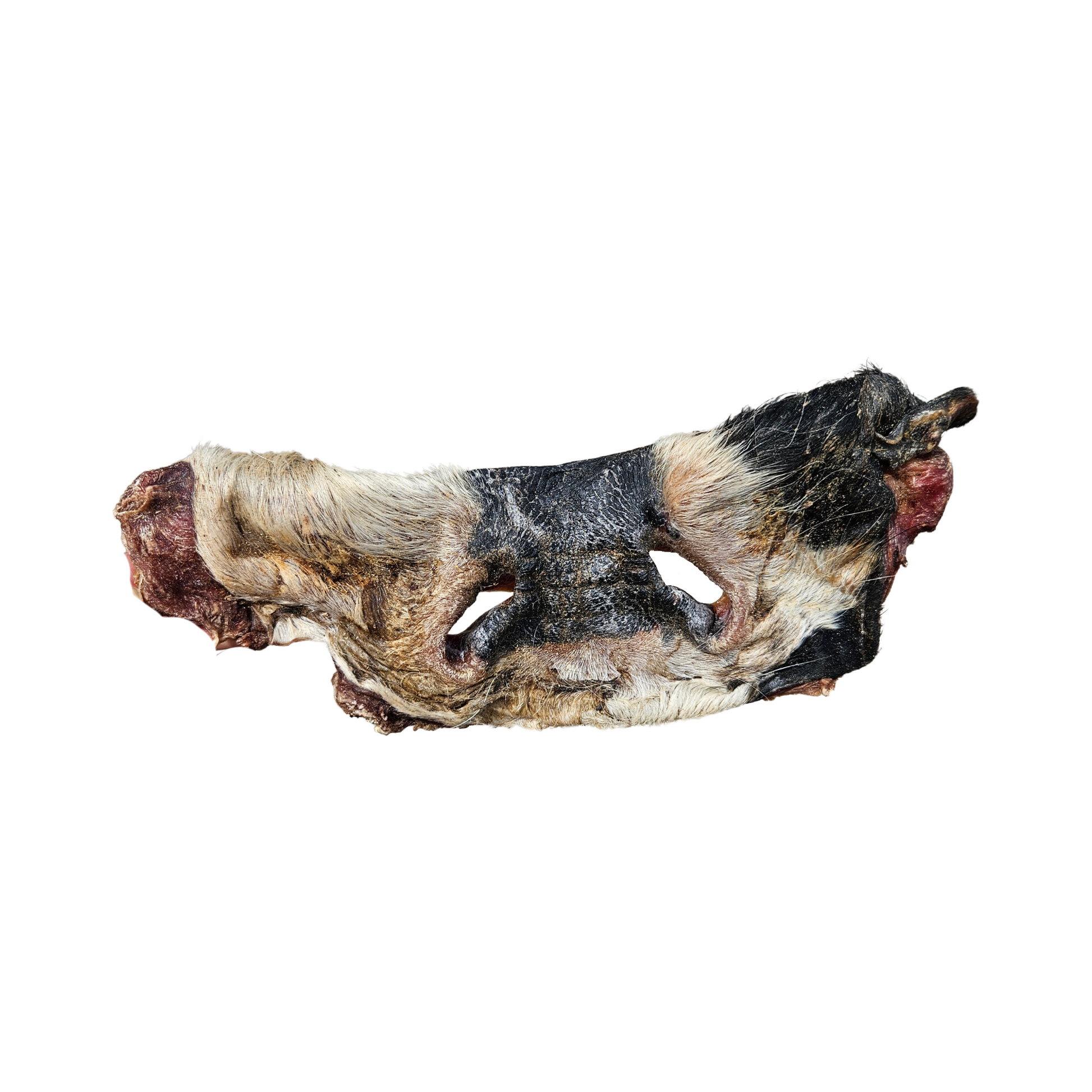 Beef nose with fur - natural chew for dog