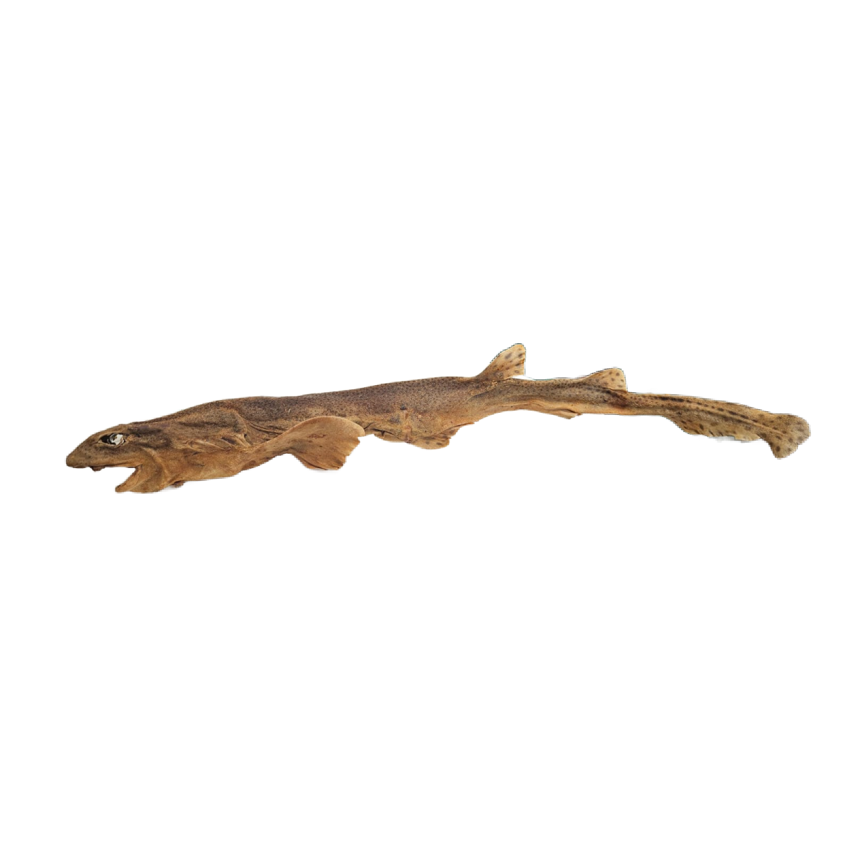 Whole Dogfish (shark) 1pc